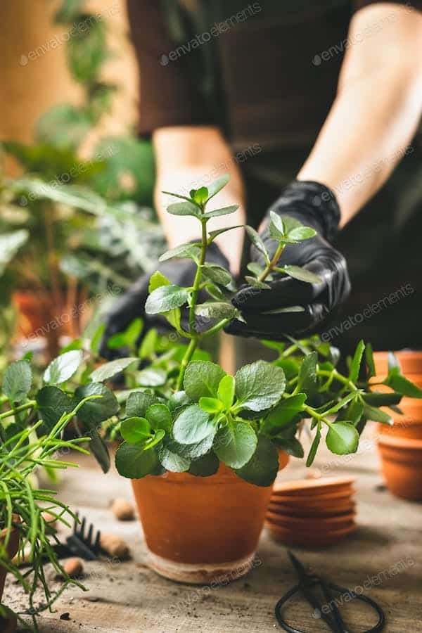 Comment purifier l'air de votre maison grâce à des plantes dépolluantes ?