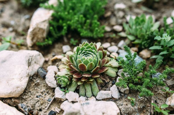 Lutte biologique : les principaux bienfaits de cette pratique