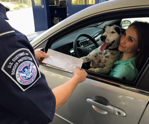 woman in green shirt holding white and black short coated dog