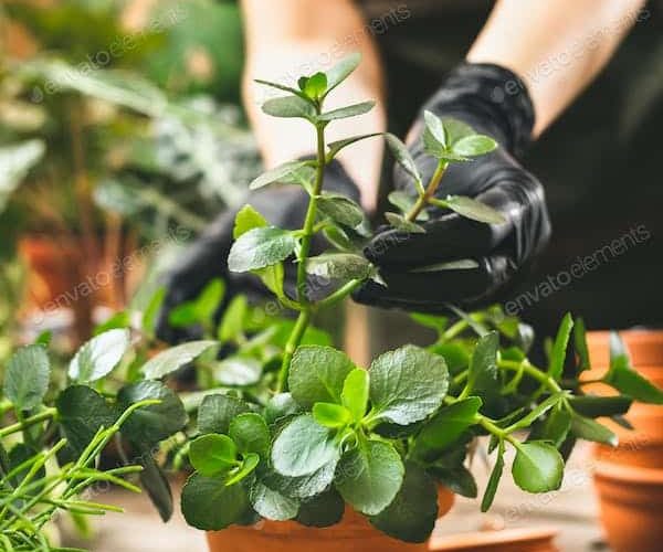 Comment purifier l’air de votre maison grâce à des plantes dépolluantes ?